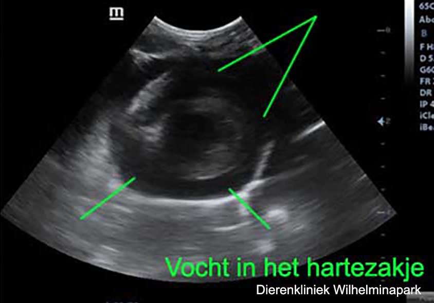 Een hartprobleem bij een cavia